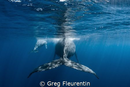 Tail of the mother by Greg Fleurentin 