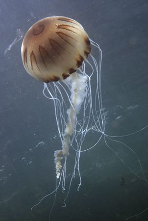 Compass jellyfish.Trearddur bay.
Anglesey. 60mm. by Derek Haslam 