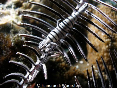 Undescribed species of Crinoid Shrimp by Hansruedi Wuersten 