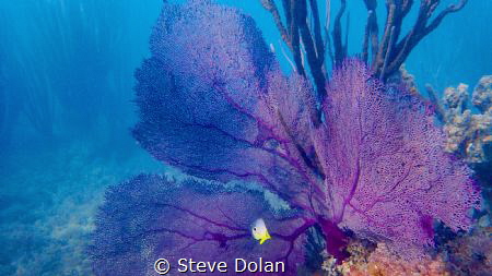 Four Spot Butterfty and Puple Sea Fan taken with Olympus ... by Steve Dolan 