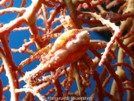 Coral Crab by Hansruedi Wuersten 