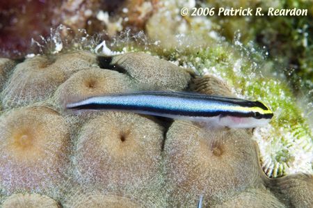 Shark nosed goby. The metallic blue of his sides would lo... by Patrick Reardon 