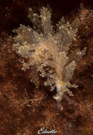 Season nudibranch, slanke rolsprietslak, hermaea bifida by Eduard Bello 