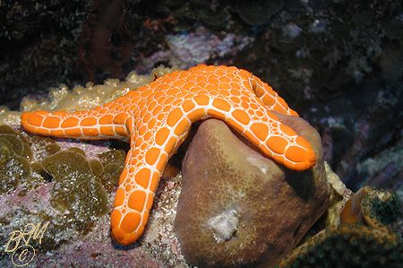 Orange Starfish from Esperance, Western Australia, and NO... by Brian Mayes 
