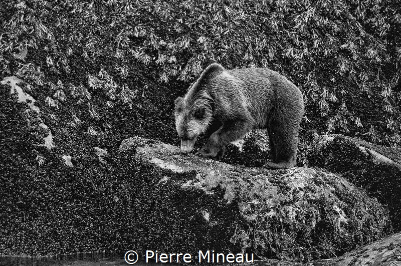 Grizzly having a lunch of mussels in the shell in tidal z... by Pierre Mineau 