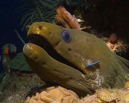 Moray with gobies and a strawberry tunicate. From Roatan,... by Jennifer Temple 