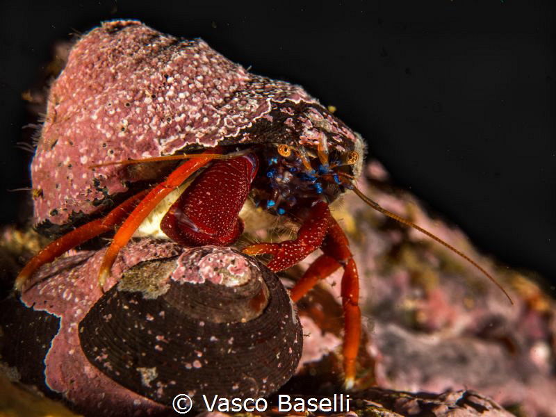 Diogenes edwardsii hermit crab at Pucusana, one hour sout... by Vasco Baselli 