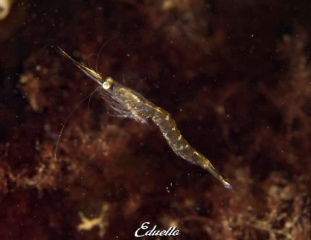 Knik garnaal, small shrimp by Eduard Bello 