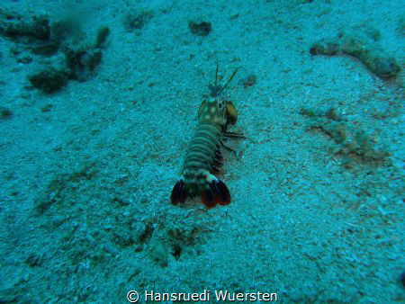 Mantis Shrimp on homeway by Hansruedi Wuersten 