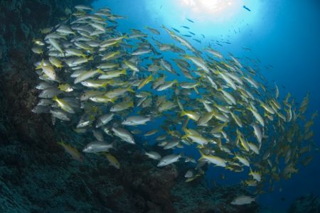 School of fish at Steve's Bommie on the Ribbon Reefs. by George Bouloukos 