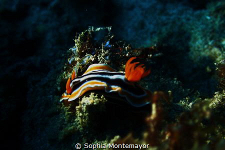another nudibranch, played with the lights a little more ... by Sophia Montemayor 