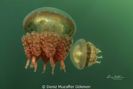 jellyfish lake classics by Deniz Muzaffer Gökmen 