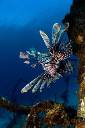 Lion Fish have now taken over most of the wrecks in Nassa... by Sally Thomson 