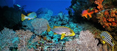 sweetlips were easy to be cought. Don't ask about the div... by Svetoslav Dimitrov 