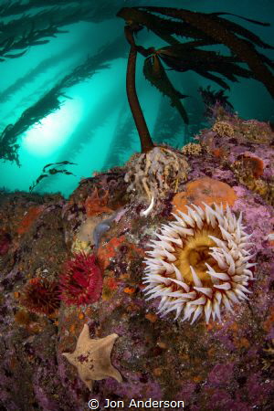 Underneath the Kelp by Jon Anderson 
