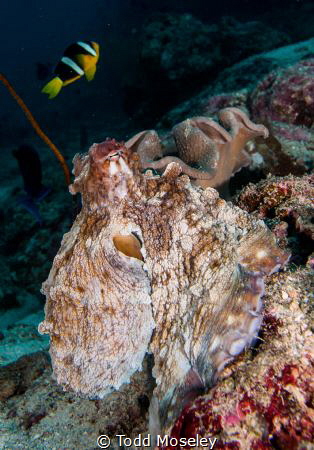 Octopus and Anemone fish by Todd Moseley 