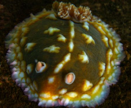 Mr. Lumpy. This Lumpy Sea Slug just happened to catch my ... by Mathew Cook 