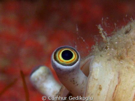 Strombus persicus
Cross-eyed snail in a conus by Cumhur Gedikoglu 