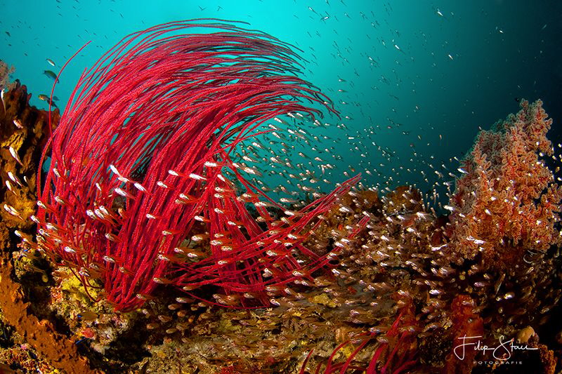 Whip coral and glassfish in the current, Fiabacet, Raja A... by Filip Staes 
