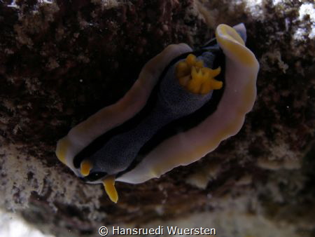 Nudibranch Chromodoris annae

https://www.uq.edu.au/new... by Hansruedi Wuersten 