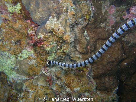 Sea snake
The most venemous snake in the world by Hansruedi Wuersten 