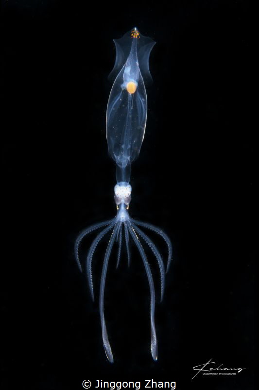 Chiroteuthis picteti（maybe) 
Date: 01/12/2018
Location ... by Jinggong Zhang 