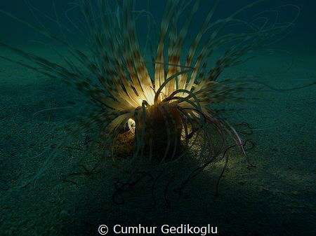Pachycerianthus solitarius
Photosphere by Cumhur Gedikoglu 