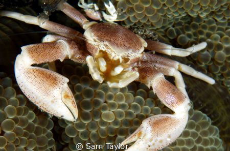 Porcelain Crab close up by Sam Taylor 