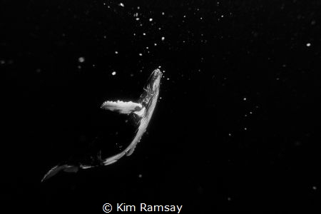 Cosmic 
Humpback whale suspended in the deep sea, lookin... by Kim Ramsay 