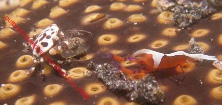 the heavy weights of the ocean shaping up. This shrimp an... by Brad Cox 