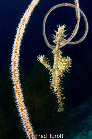 Spikes all around - I saw this ornate ghost pipefish floa... by Fred Turoff 