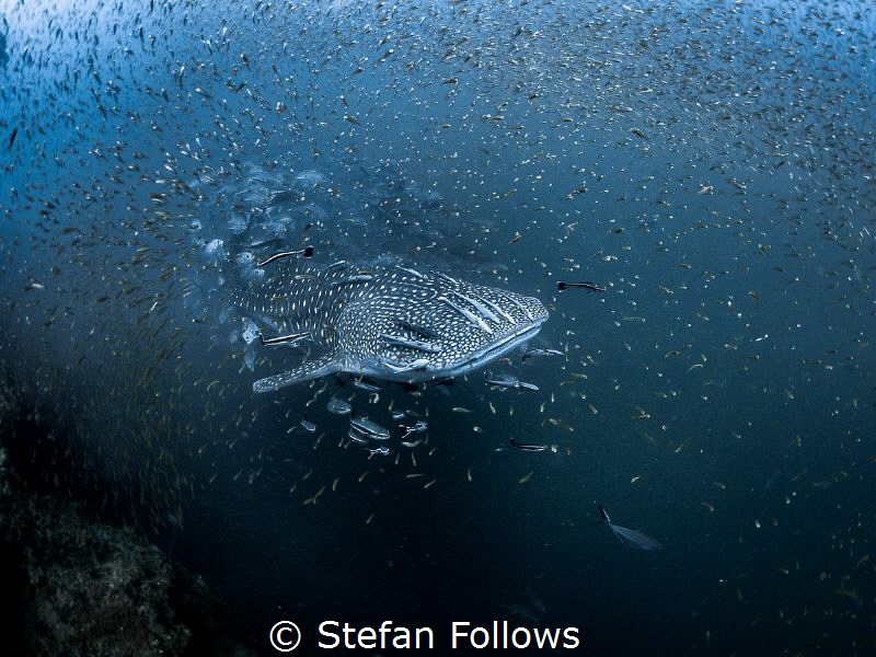Sparkles (Shark bling)

Whale Shark - Rhincodon typus
... by Stefan Follows 