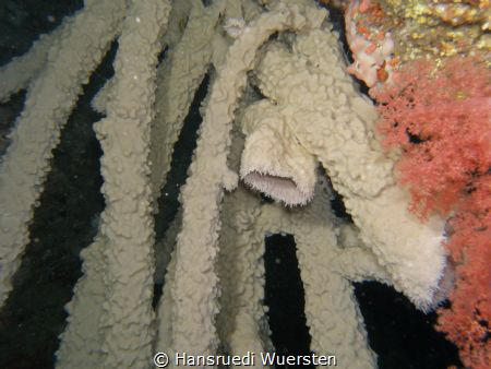 Sponges are animals of the phylum Porifera. They are mult... by Hansruedi Wuersten 