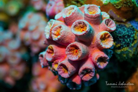 Taken on a wreck dive in Grenada with 60mm lens, ikelite ... by Tammi Johnston 