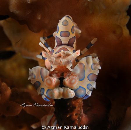Yummy! Harlequin shrimp eating starfish.
D700, 60mm, +9,... by Azman Kamaluddin 