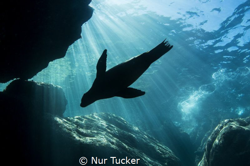 A sea lion is soaking up the sun in LaPaz, Mexico by Nur Tucker 