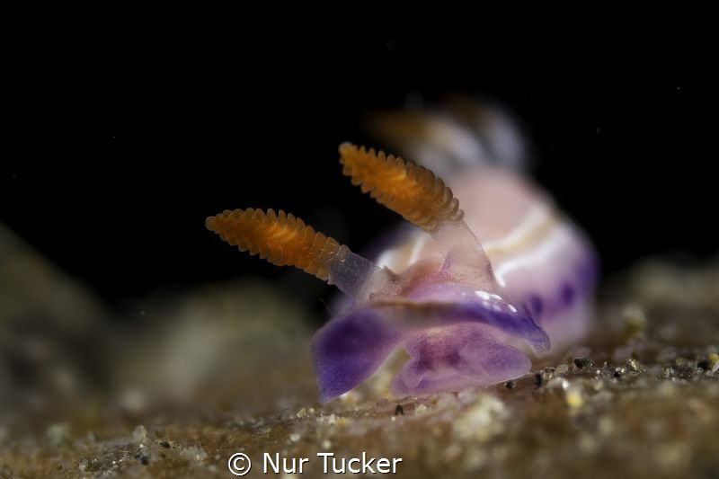 Thorunna sp. Pink and purple nudi about 5mm. It has 4 lon... by Nur Tucker 