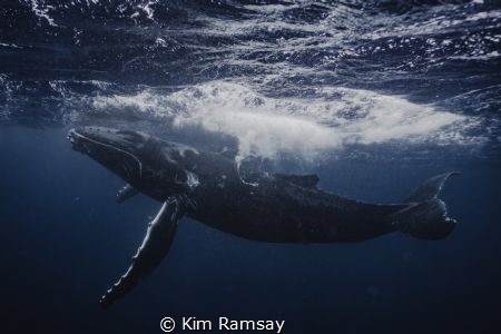 Joy.
Humpback calf frolics near the surface. by Kim Ramsay 