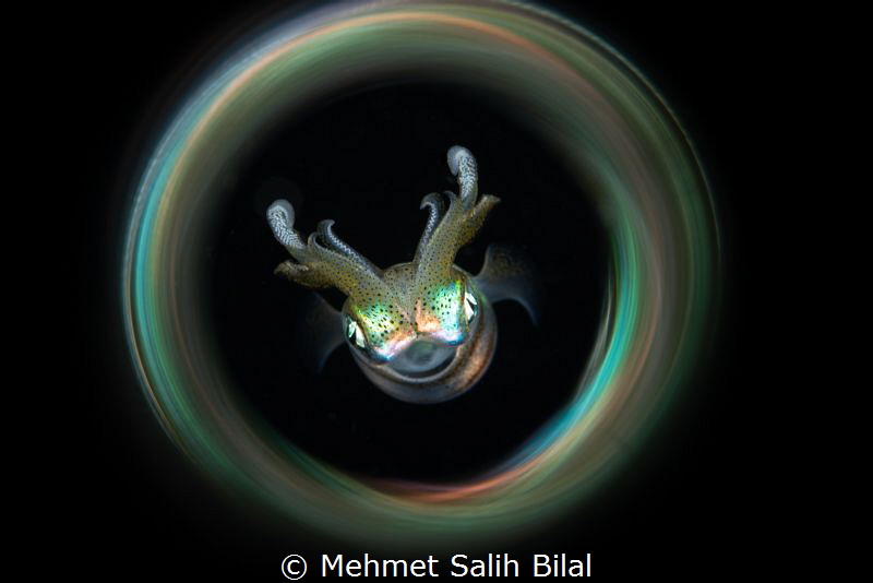 Squid with magic tube. by Mehmet Salih Bilal 