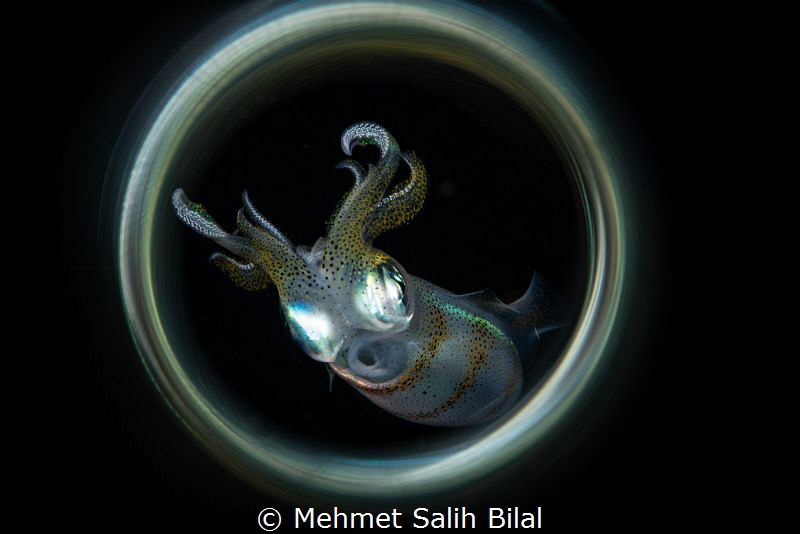 Squid at the night dive. by Mehmet Salih Bilal 