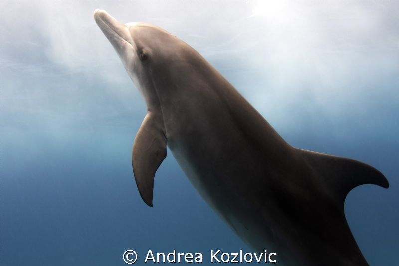 This young Atlantic spotted dolphin was so bold and curio... by Andrea Kozlovic 