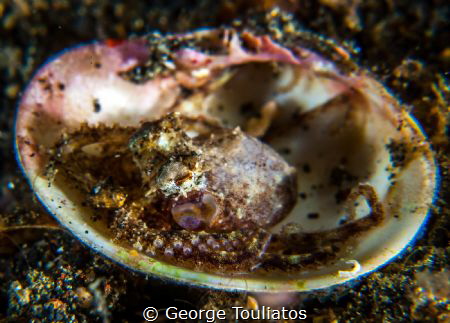 Octo in a Shell!!! by George Touliatos 