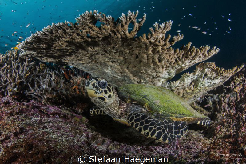 Resting turtle under a table coral. by Stefaan Haegeman 