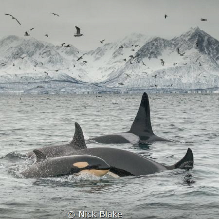 Orca pod, Spildra, Norway by Nick Blake 