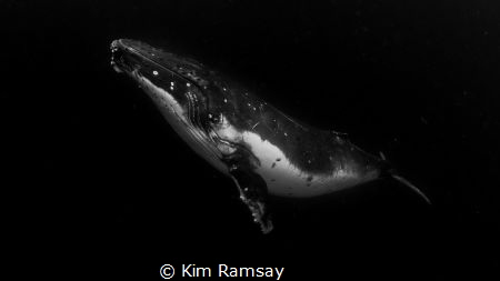 Reverence.
Young adult male humpback poses for a shot. by Kim Ramsay 