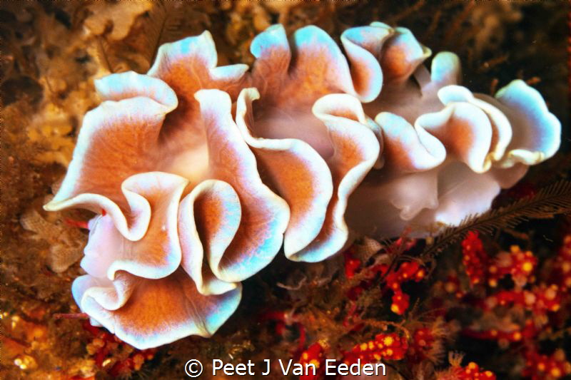 Waves of beauty
Frilled Nudibranch unique to the Cape Pe... by Peet J Van Eeden 