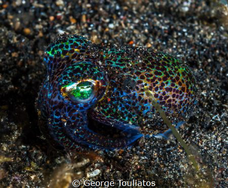 Pygmy Bobtail Squid!!! by George Touliatos 
