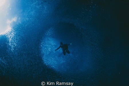 Vortex.
Freediver floats amidst the baitfish of Swallows... by Kim Ramsay 