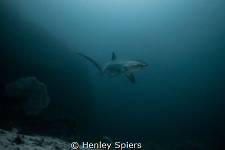 Pelagic Thresher Shark by Henley Spiers 