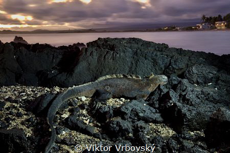 Evening on galapagos island Isabela - sleeping marine igu... by Viktor Vrbovský 